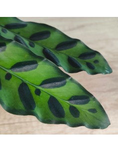 Calathea Lancifolia (maceta 14 cm ø) 2