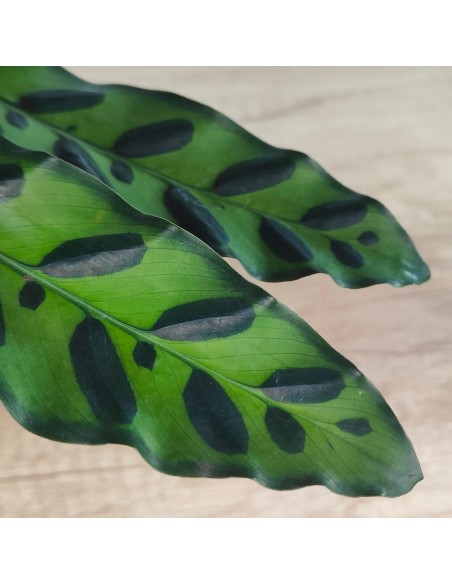 Calathea Lancifolia (maceta 14 cm ø)