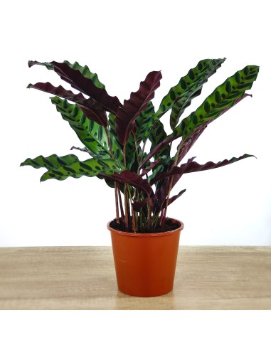 Calatea Lancifolia (test 14 cm ø)