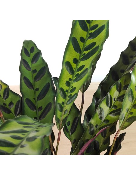 Calathea Lancifolia (pot 14 cm ø)