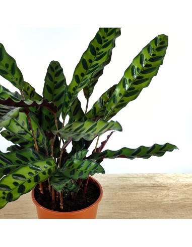 Calathea Lancifolia (maceta 14 cm ø)