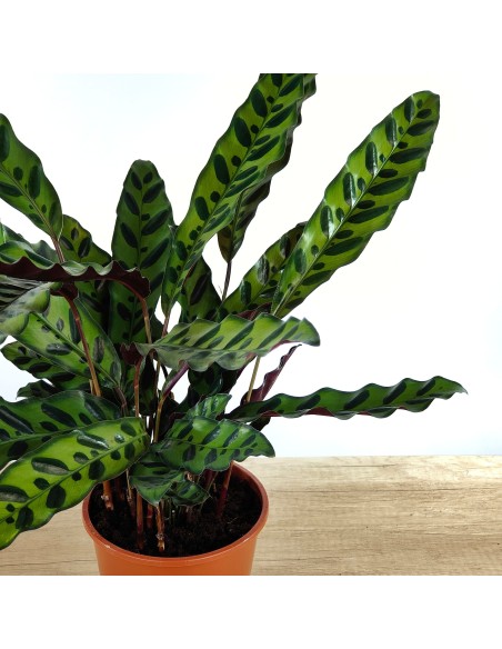 Calatea Lancifolia (test 14 cm ø)