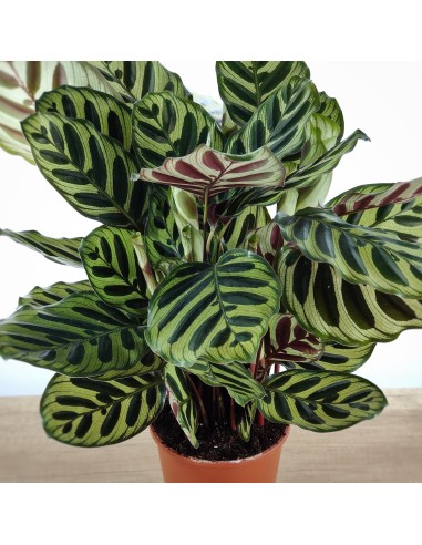 Calathea Makoyana (maceta 14 cm ø)