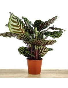 Calathea Makoyana (maceta 14 cm ø)