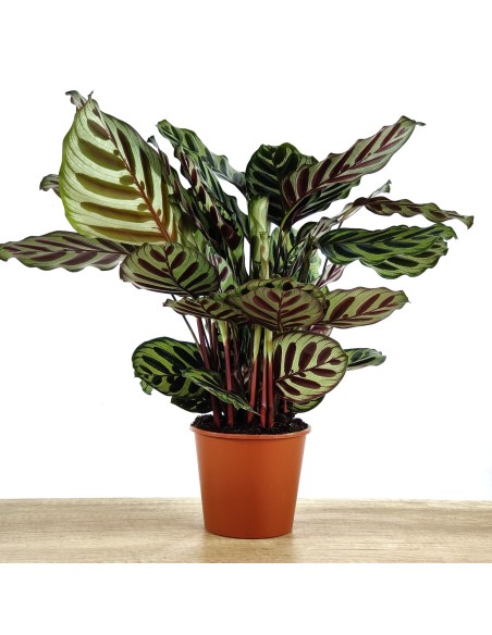 Calatea Makoyana (test 14 cm ø)