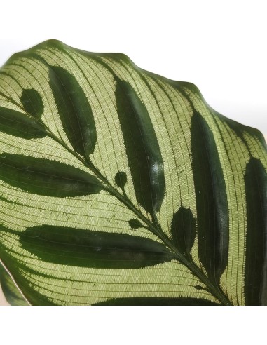 Calathea Makoyana (maceta 14 cm ø)