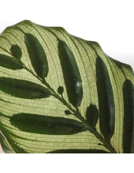 Calathea Makoyana (maceta 14 cm ø)