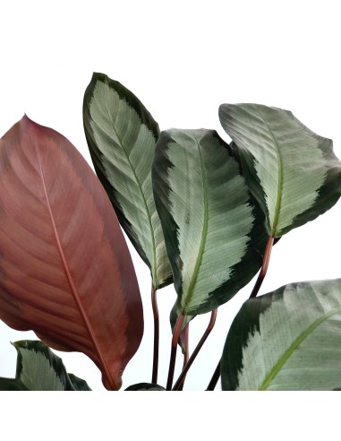 Calathea Picturata Argentea (vaso de 19 cm Ø)