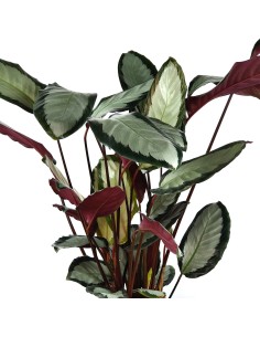 Calathea Picturata Argentea (maceta 19 cm Ø) 2