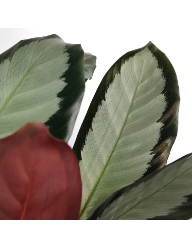 Calathea Picturata Argentea (vaso de 19 cm Ø)