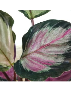 Calatea Roseopicta Rosy (test 12 cm ø) 2