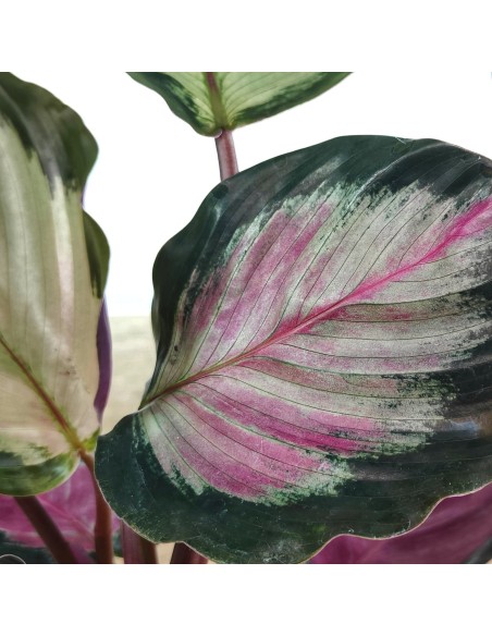 Calathea Roseopicta Rosy (vaso 12 cm ø)
