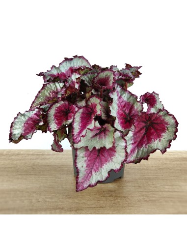 Begonia Rex