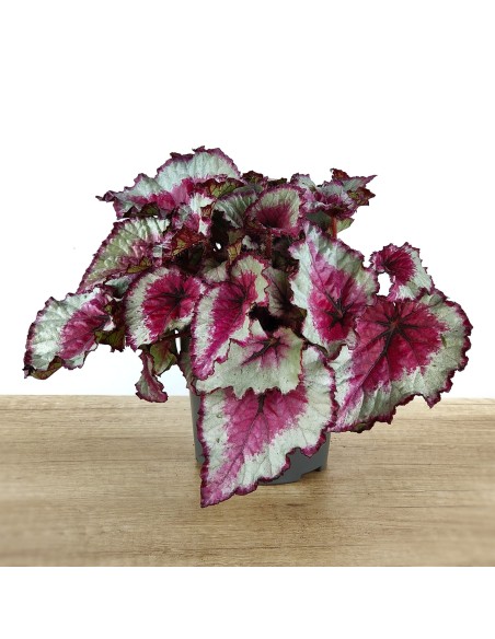 Begonia Rex