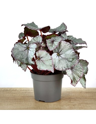Begonia Rex