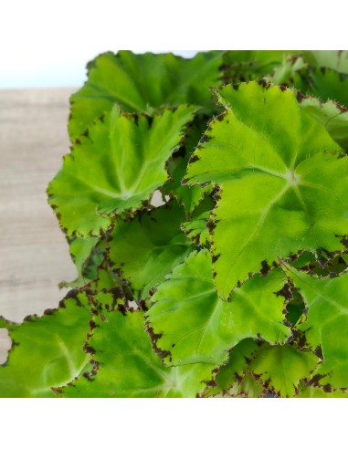 Begonia Rex