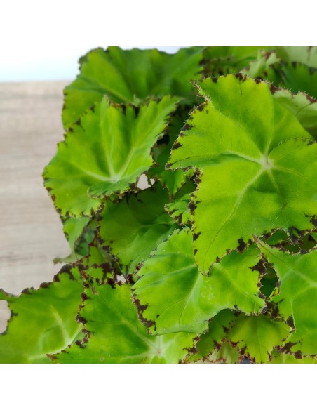 Begonia Rex