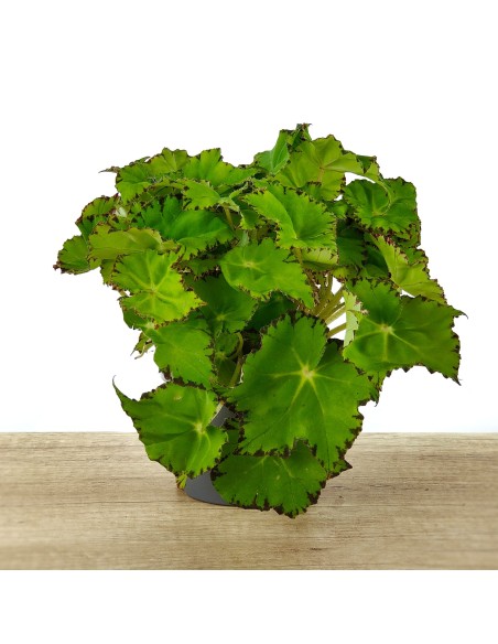 Begonia Rex