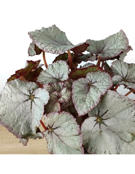Begonia Rex