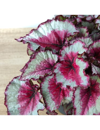 Begonia Rex