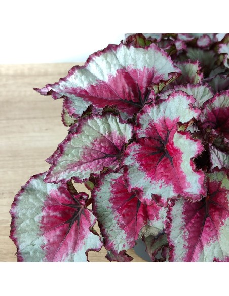 Begonia Rex