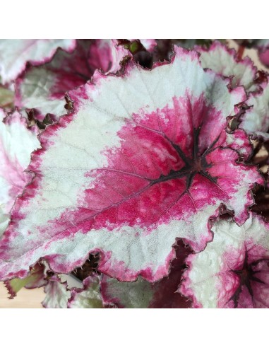 Begonia Rex