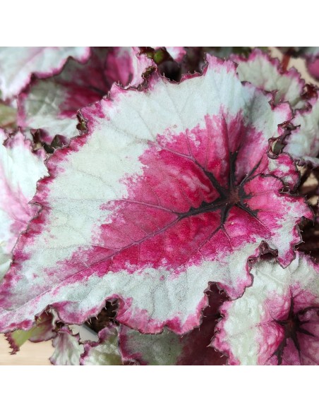 Begonia Rex