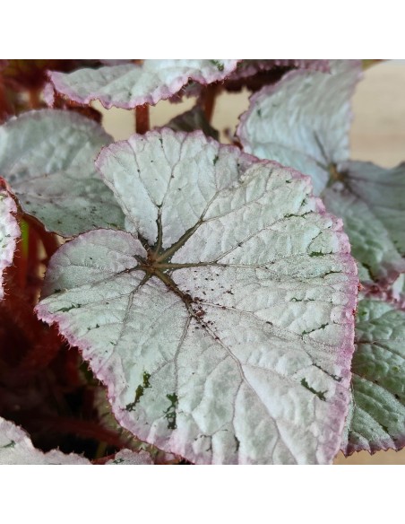 Begonia Rex