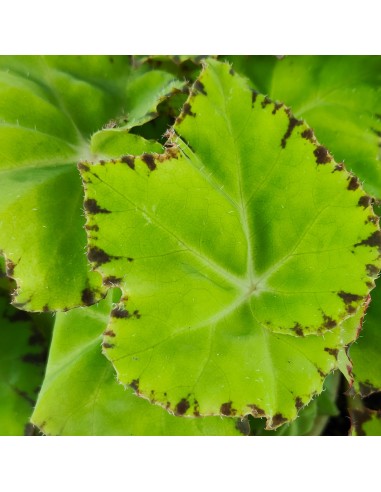 Begonia Rex