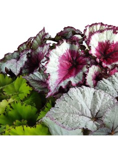 Begonia Rex 2