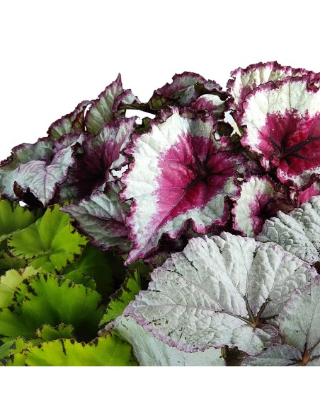 Begonia Rex