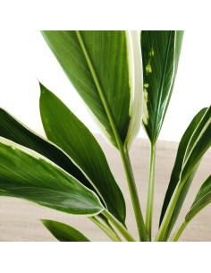 Cordyline New Conga (maceta 19 cm ø) 2
