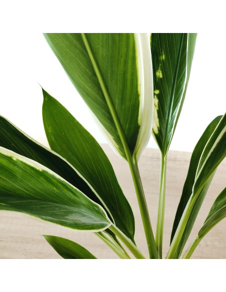 Dracena Fragans