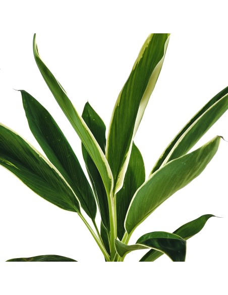 Dracena Fragans
