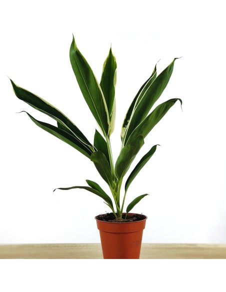 Dracena Fragans