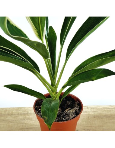 Dracena Fragans