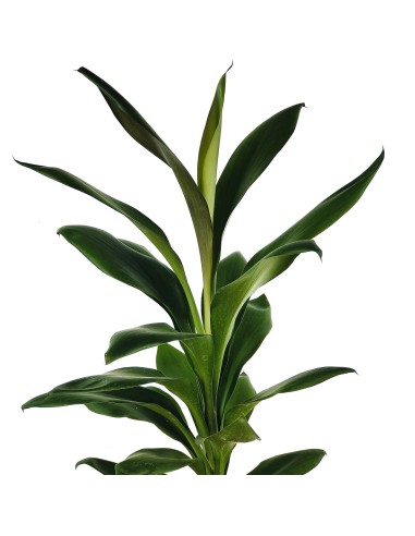 Cordyline Glauca