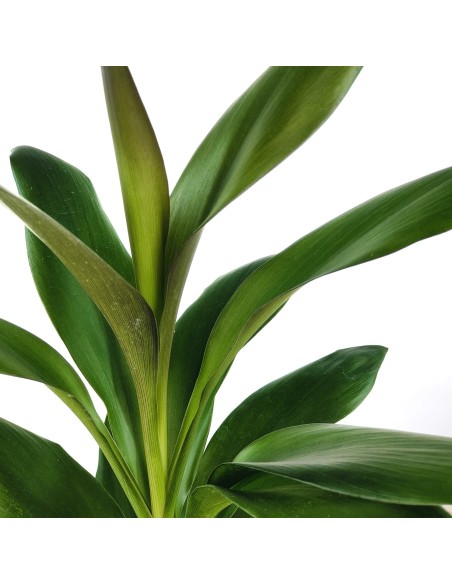 Cordyline Glauca