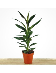 Cordyline Glauca