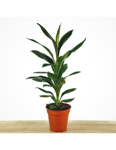 Cordyline Glauca