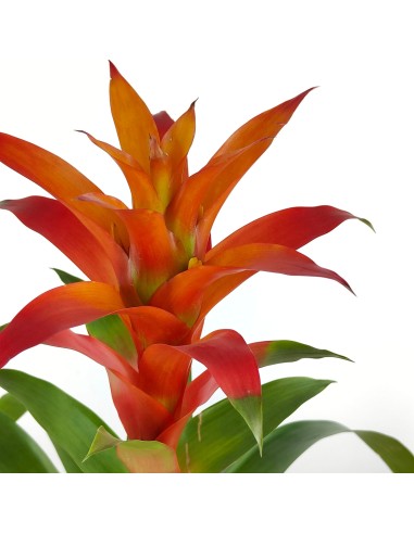 Comprar Guzmania desde 17,95€. Escoje el color