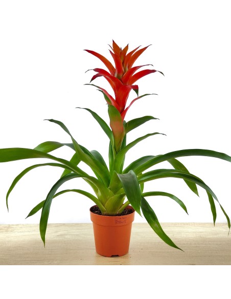 Compre Guzmania a partir de € 17,95 em Germigarden, escolha a cor
