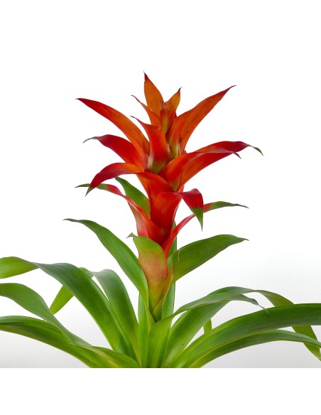 Compre Guzmania a partir de € 17,95 em Germigarden, escolha a cor