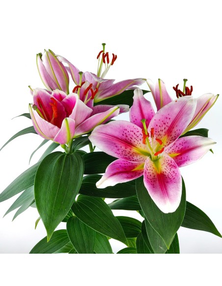 Lilium (maceta 13 cm Ø)