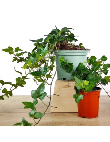 Heura interior