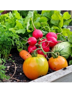 Huerto de verano: todo el plantel que necesitas para tu huerto