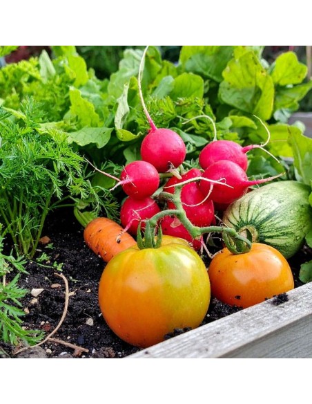 Potager d’été : tout le plant que vous avez besoin pour votre potager
