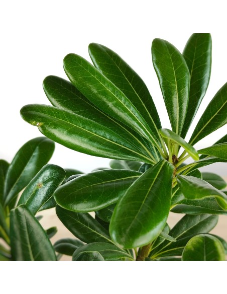 Comprar pittosporum por 4,25€ en Germigarden