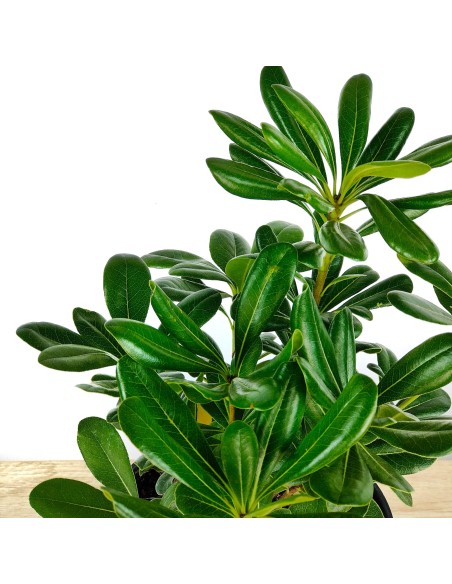 Comprar Pittosporum Tobira por € 4,25 em Germigarden