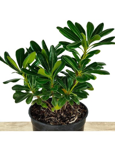 Comprar pittosporum por 4,25€ en Germigarden
